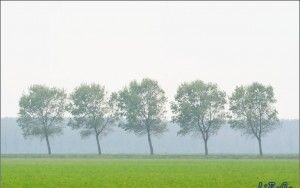 Foggy trees