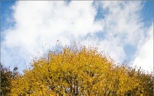 Autumn colors