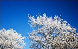 Frosty tree