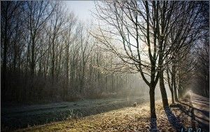 Frosty tree