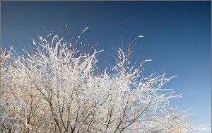 Frosty tree