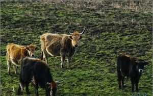 Cows