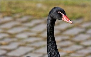 Black swan