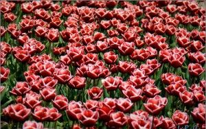 Tulips