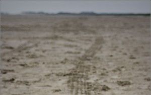 Tracks on the beach