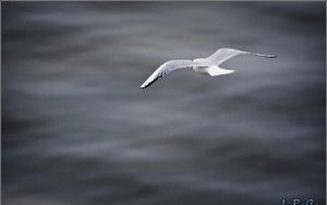 Gull