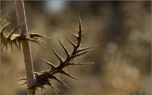 Spiky tree