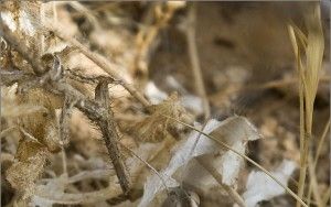 Grasshopper in Gesher Haziw