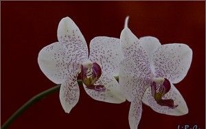 Phalaenopsis