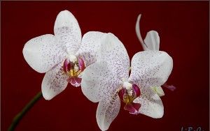 Phalaenopsis