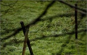 Barbed wire reflection