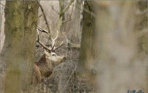 Red deer