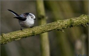 Bird in tree