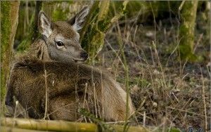 Little Red deer