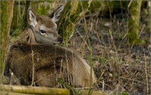 Little Red deer