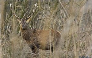 Red deer