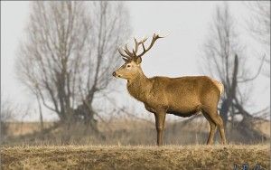 Red deer