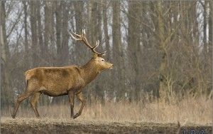 Red deer