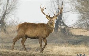 Red deer