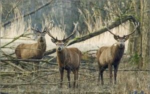 Red deer