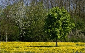 Colorful field