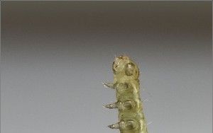 Macro caterpillar