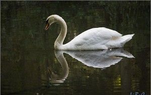 Swan