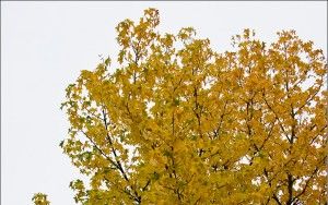 Autumn tree