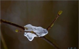 Icy tree