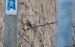 Bird at Oostvaardersplassen