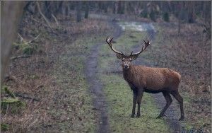 Red deer