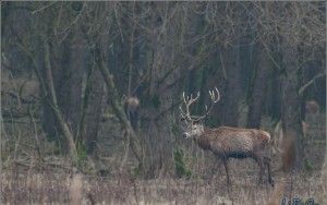 Red deer