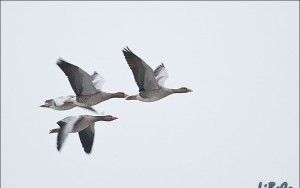 Loud geese