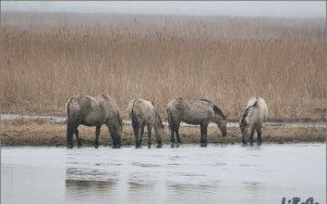 Stranded horses