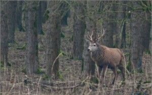 Red deer