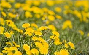 Dandelion