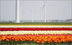 Tulips