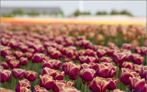 More tulips!