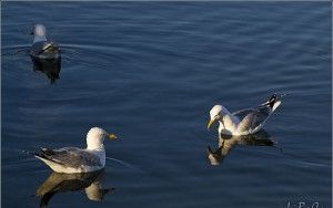 Fighting for food