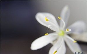 Macro flowers