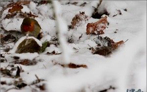 Bird in snow