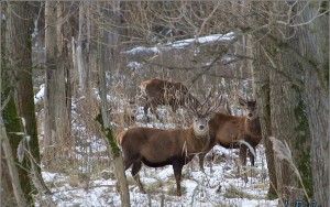 Red deer at Oostvaardersplassen