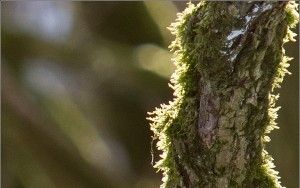 Backlit moss