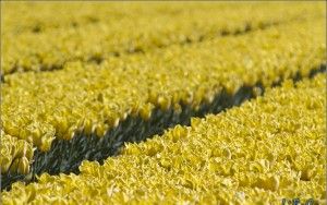 Thick rows of tulips