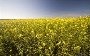 A field of colza