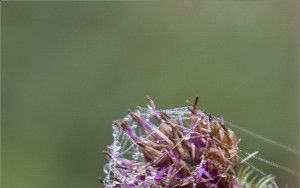 Spider webs and dew