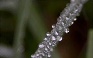 Dew on grass