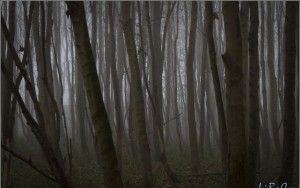 Spooky forest
