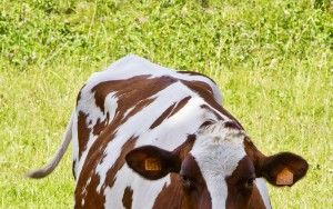 Curious cow