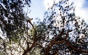 Old tree at cemetery of Gesher Haziw